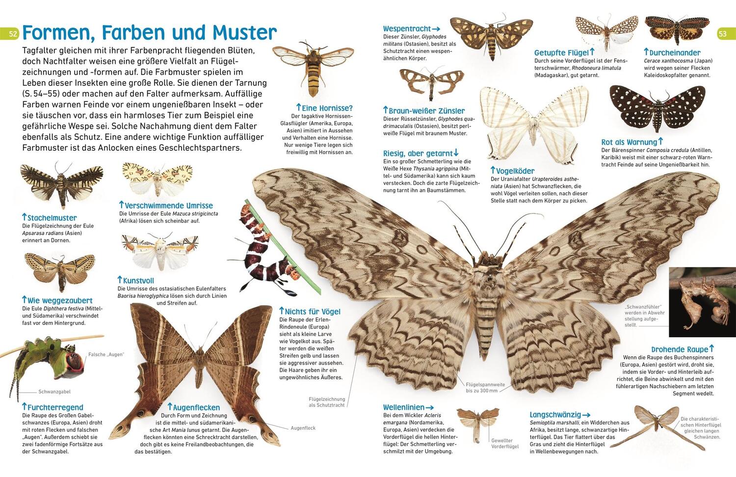 Bild: 9783831043798 | memo Wissen entdecken. Schmetterlinge | Paul Whalley | Buch | 72 S.