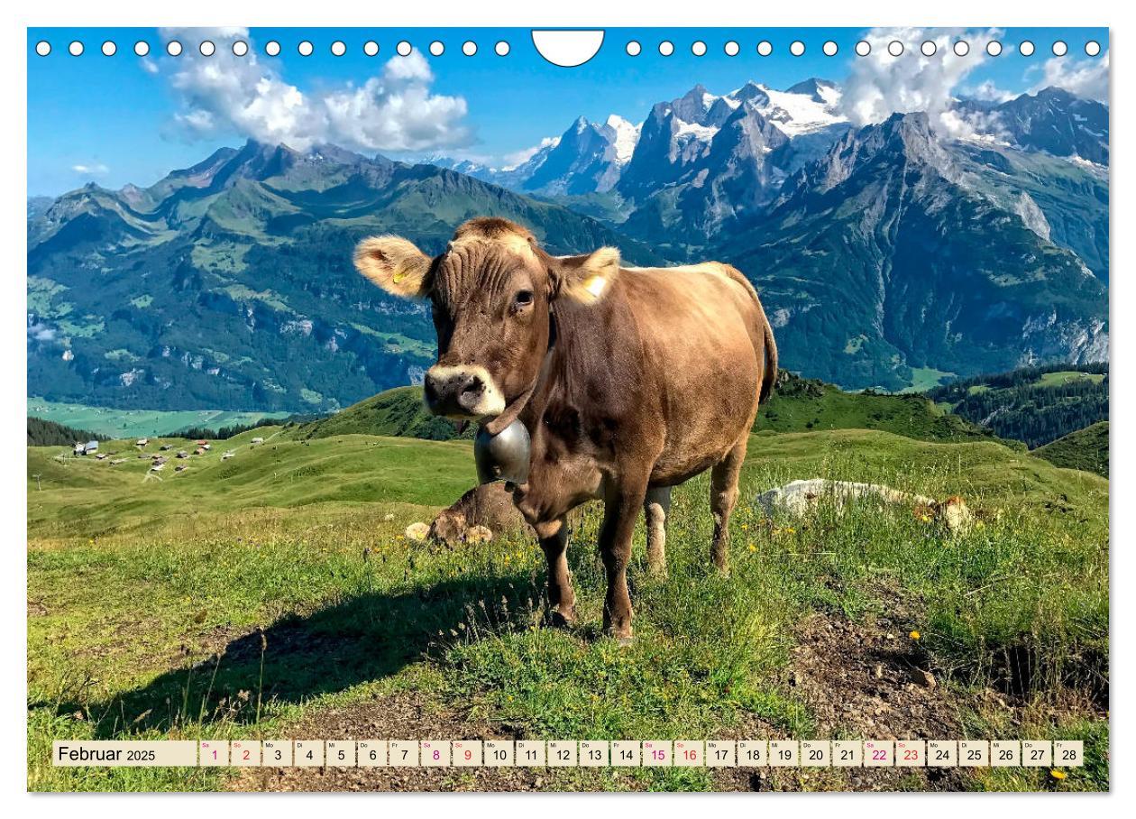 Bild: 9783435119479 | Berg-Kühe, Natur pur - unser schönster Urlaub (Wandkalender 2025...