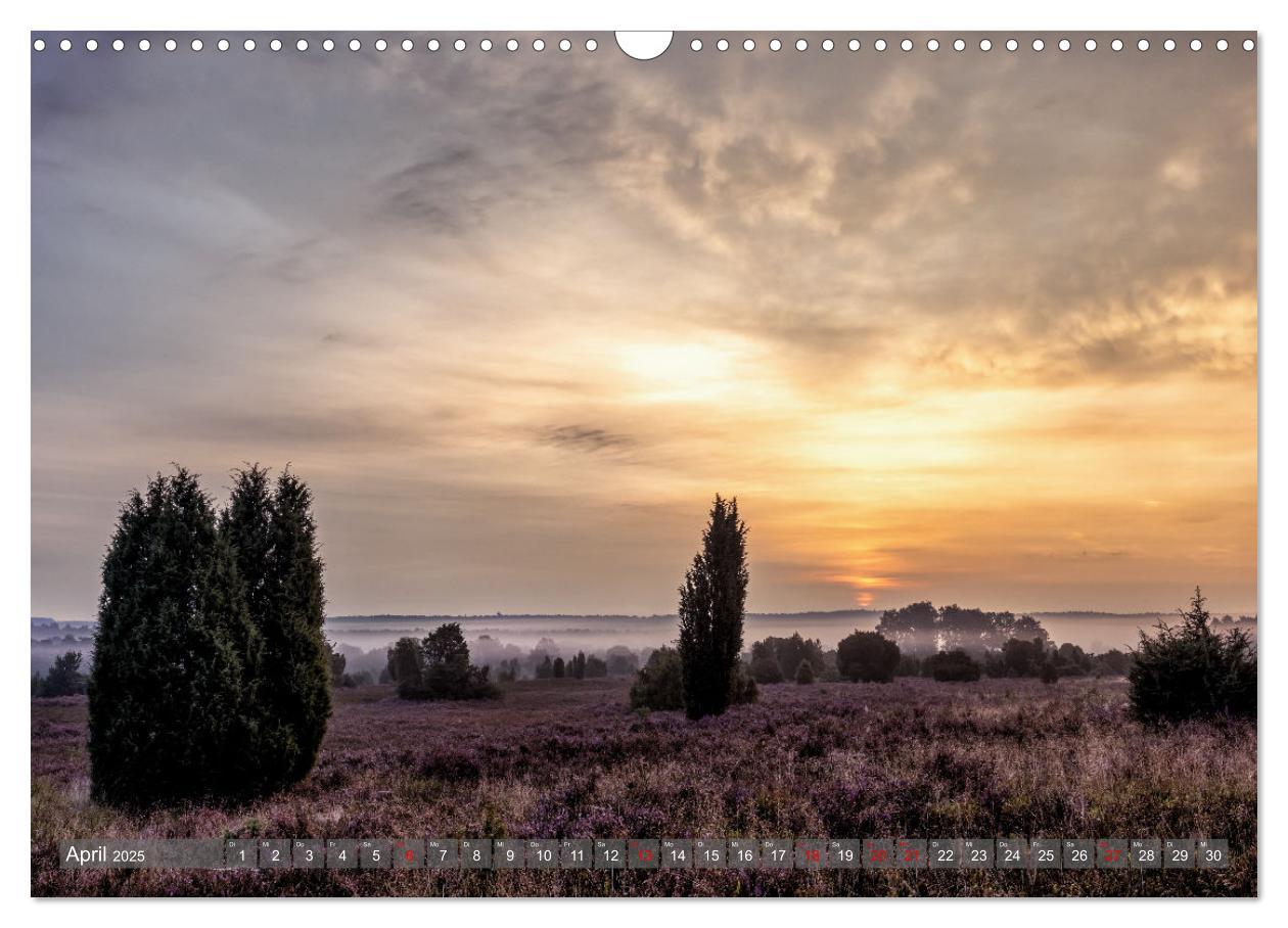 Bild: 9783383851728 | Die Lüneburger Heide - In voller Blüte (Wandkalender 2025 DIN A3...