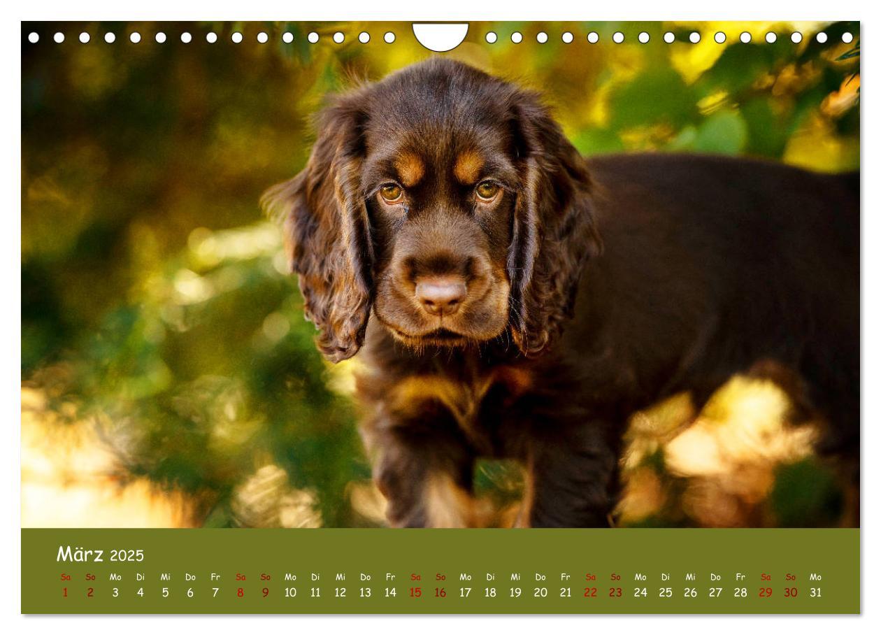 Bild: 9783435137305 | Elvis ein Engl. Cocker Spaniel wird Groß (Wandkalender 2025 DIN A4...