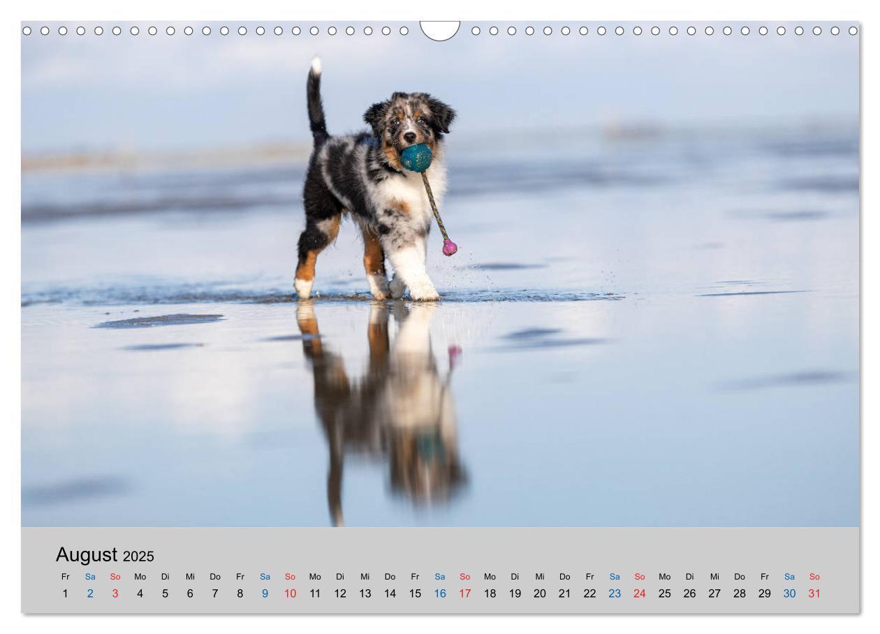 Bild: 9783435151035 | Australian Shepherd Welpen 2025 (Wandkalender 2025 DIN A3 quer),...