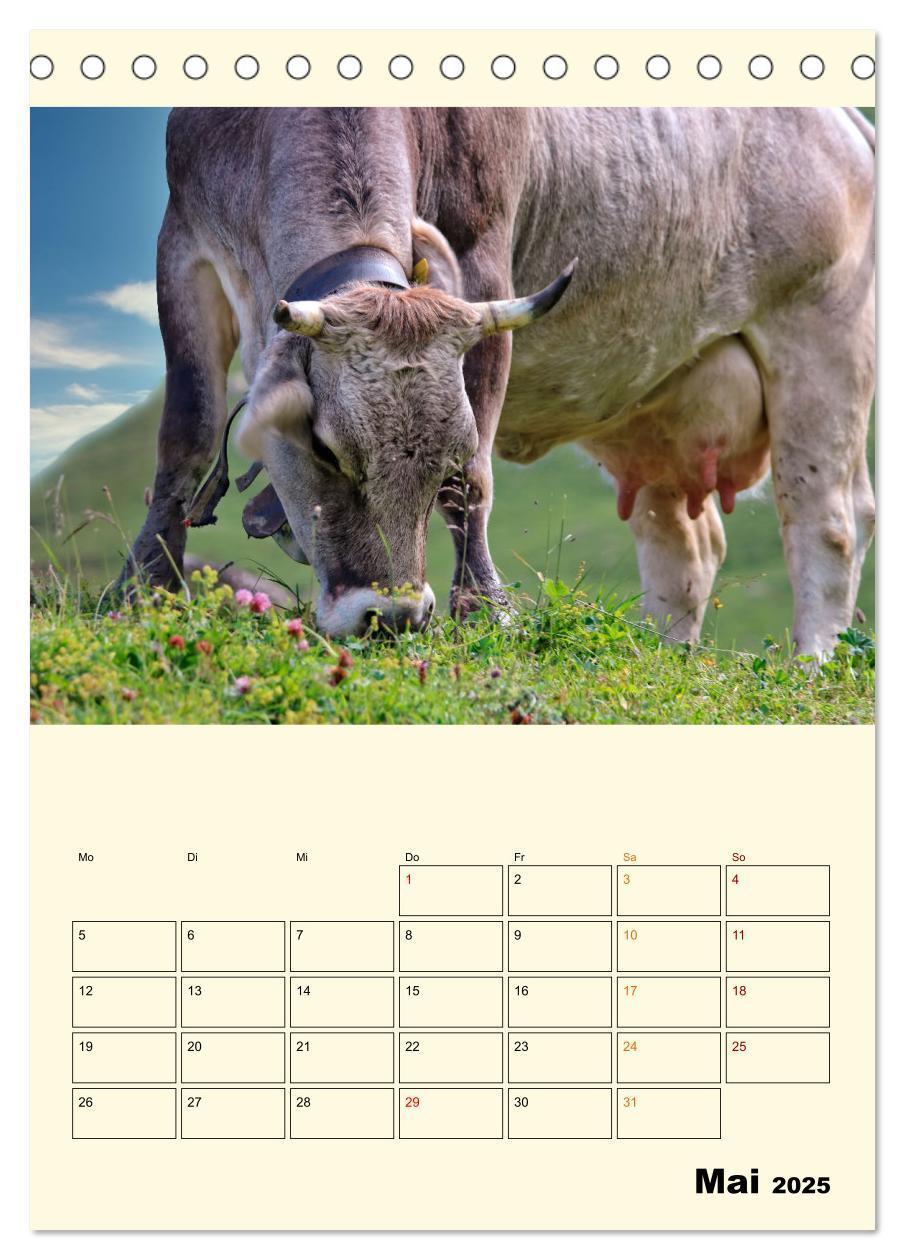 Bild: 9783435895526 | Glückliche Bergkühe (Tischkalender 2025 DIN A5 hoch), CALVENDO...