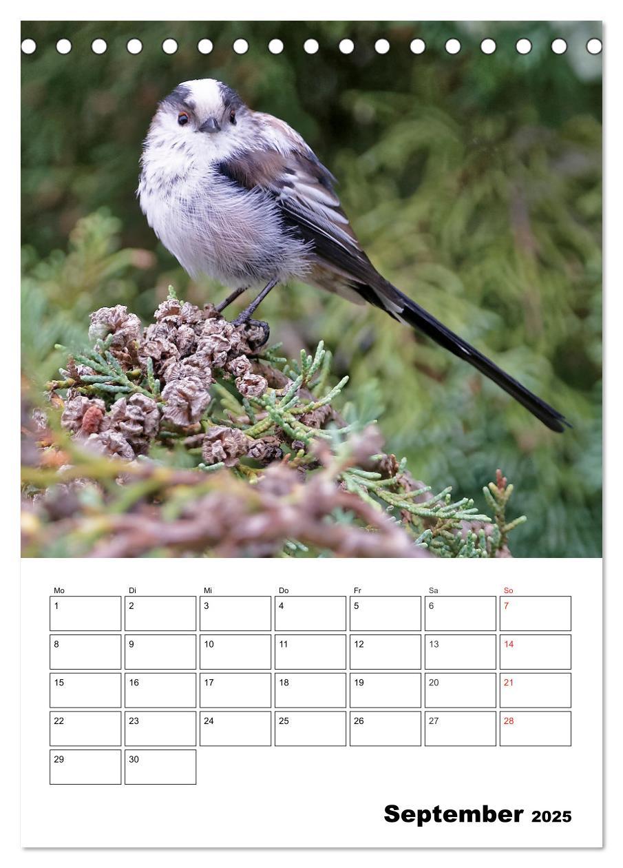 Bild: 9783457007334 | Bezaubernde Vögel im heimischen Garten (Tischkalender 2025 DIN A5...