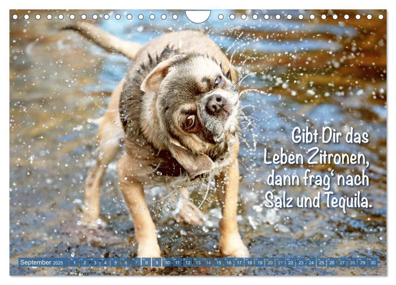 Bild: 9783457199787 | Chihuahua: Kleine Hunde, aber oho (Wandkalender 2025 DIN A4 quer),...