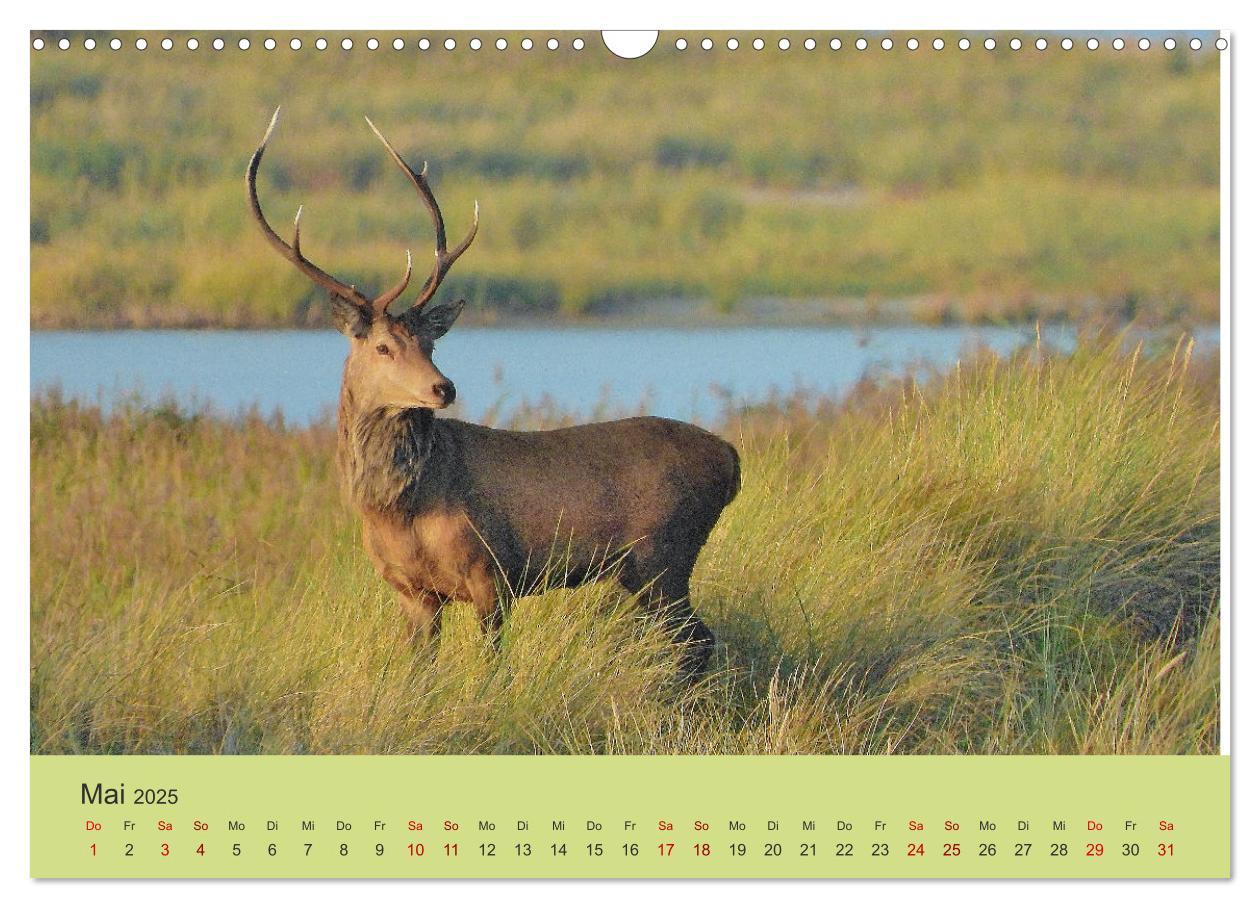 Bild: 9783435391455 | Küsten Hirsche - Rotwild auf dem Darß (Wandkalender 2025 DIN A3...