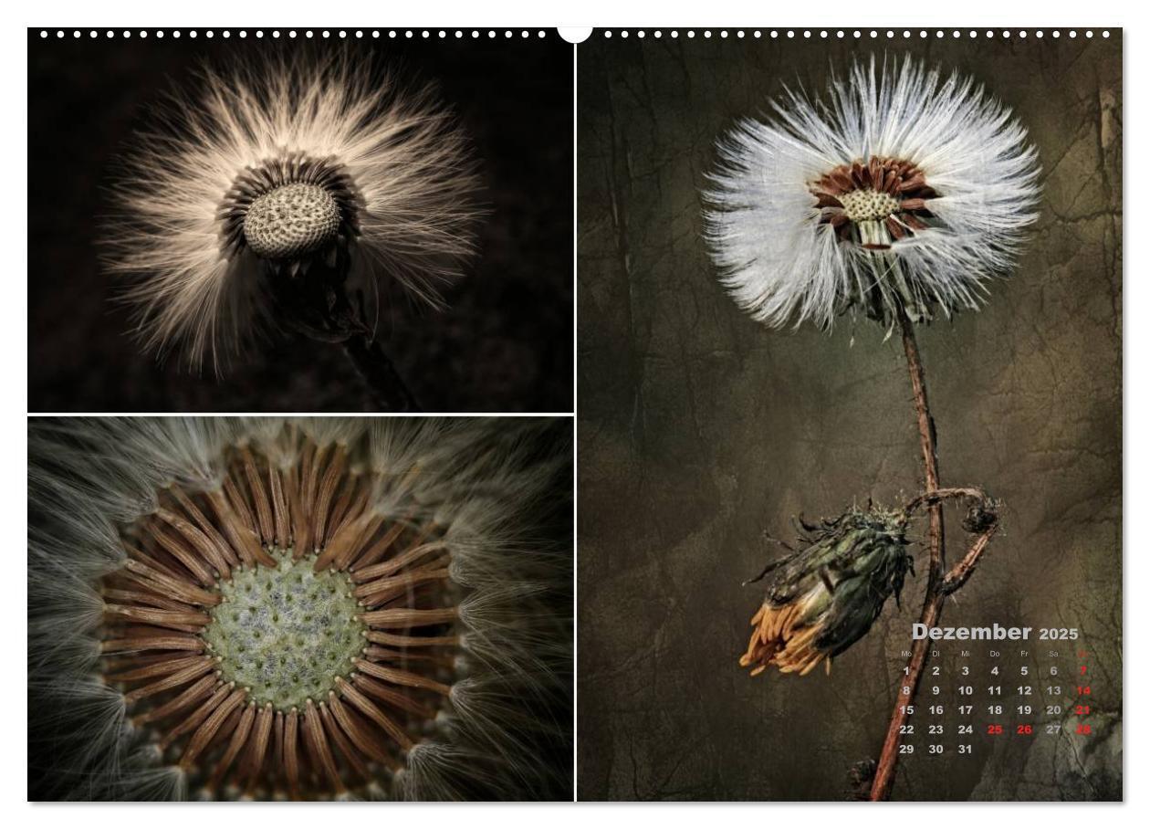 Bild: 9783435611713 | Blumenreise 2025 (Wandkalender 2025 DIN A2 quer), CALVENDO...