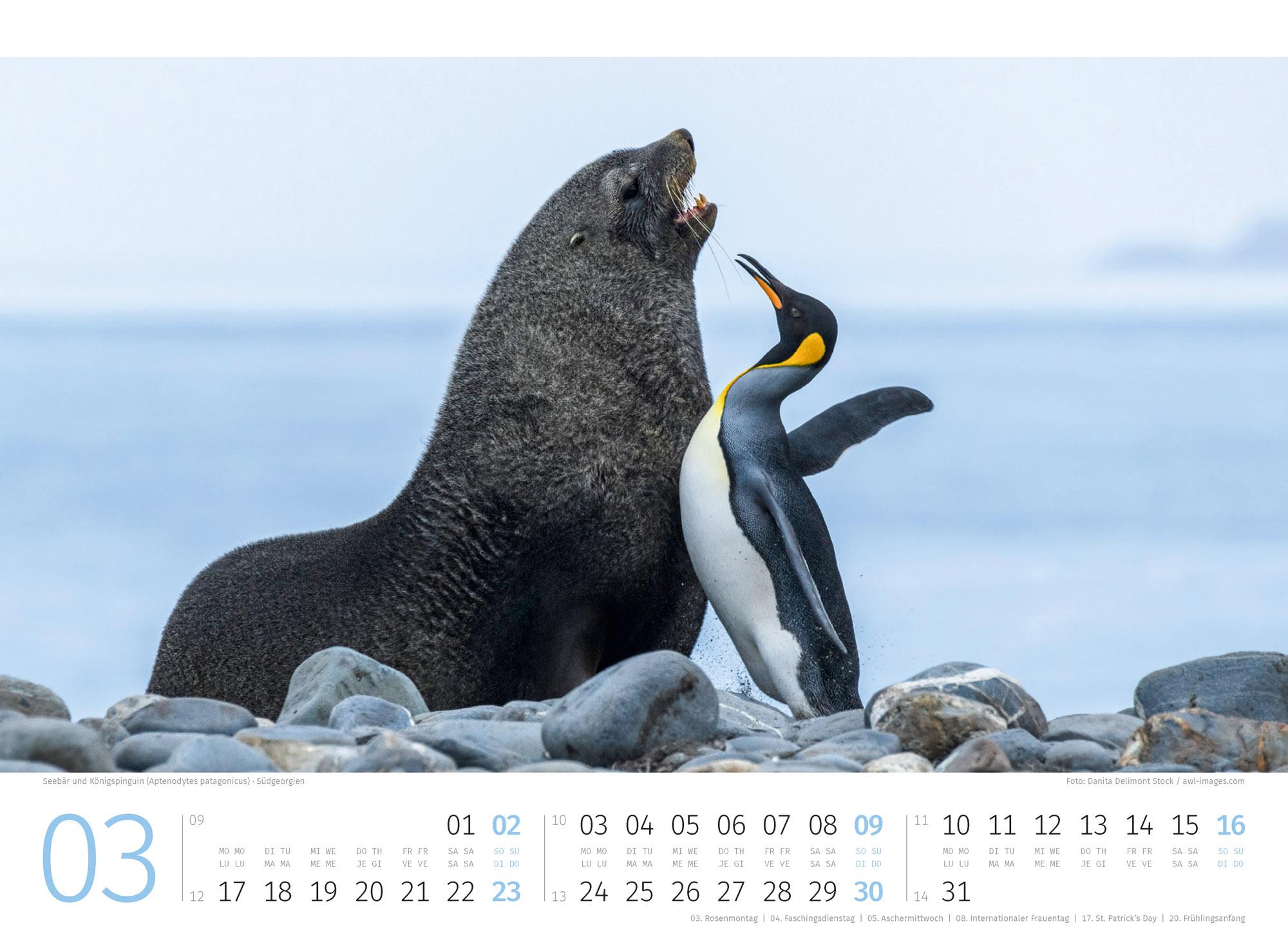 Bild: 9783838425894 | Pinguine Kalender 2025 | Ackermann Kunstverlag | Kalender | 14 S.