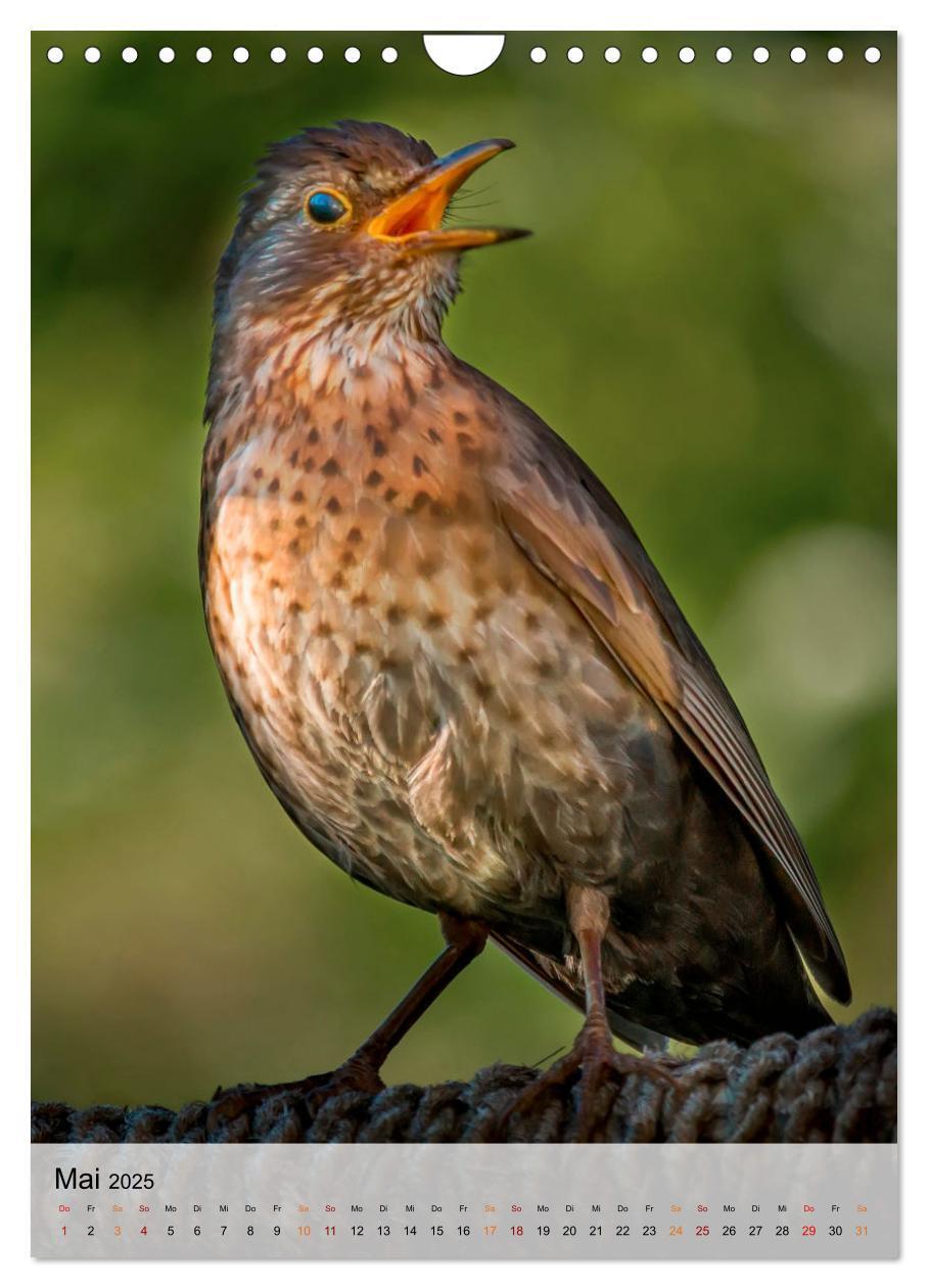 Bild: 9783435931316 | Vögel - gefiederte Freunde in unserer Natur (Wandkalender 2025 DIN...