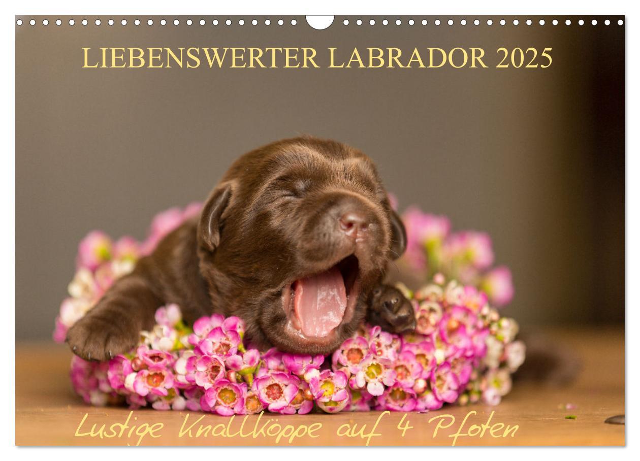 Cover: 9783435532025 | Liebenswerter Labrador 2025 (Wandkalender 2025 DIN A3 quer),...