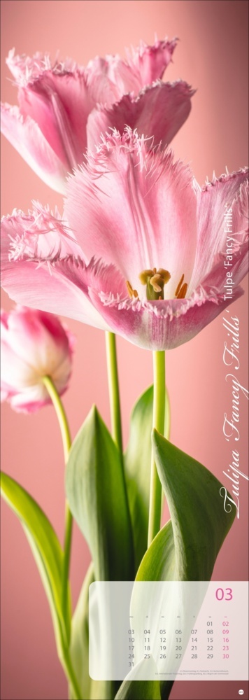 Bild: 9783756404612 | Magic Flowers Vertical Kalender 2025 | Sibylle Pietrek | Kalender