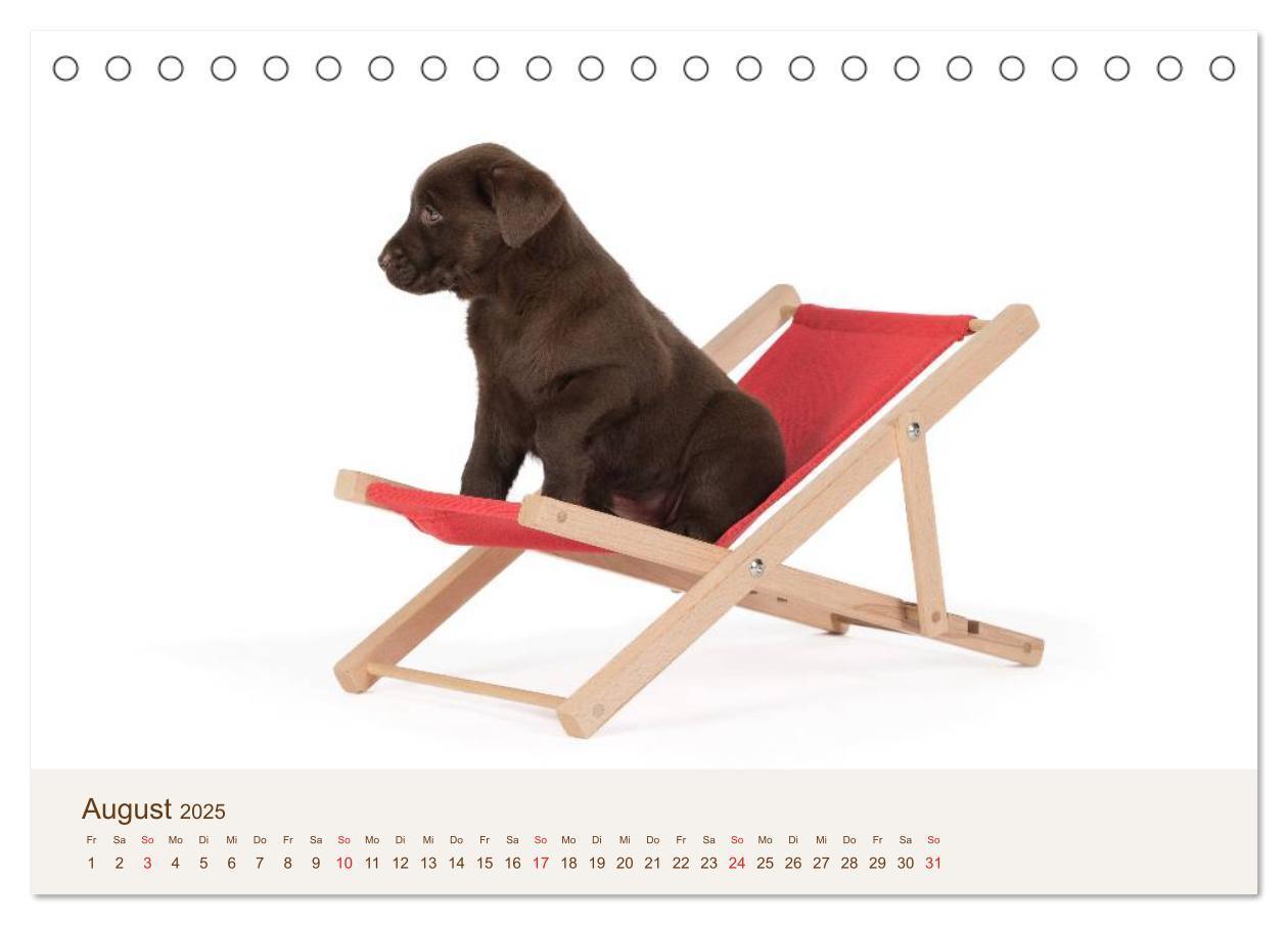 Bild: 9783435616152 | Labrador - Welpen (Tischkalender 2025 DIN A5 quer), CALVENDO...