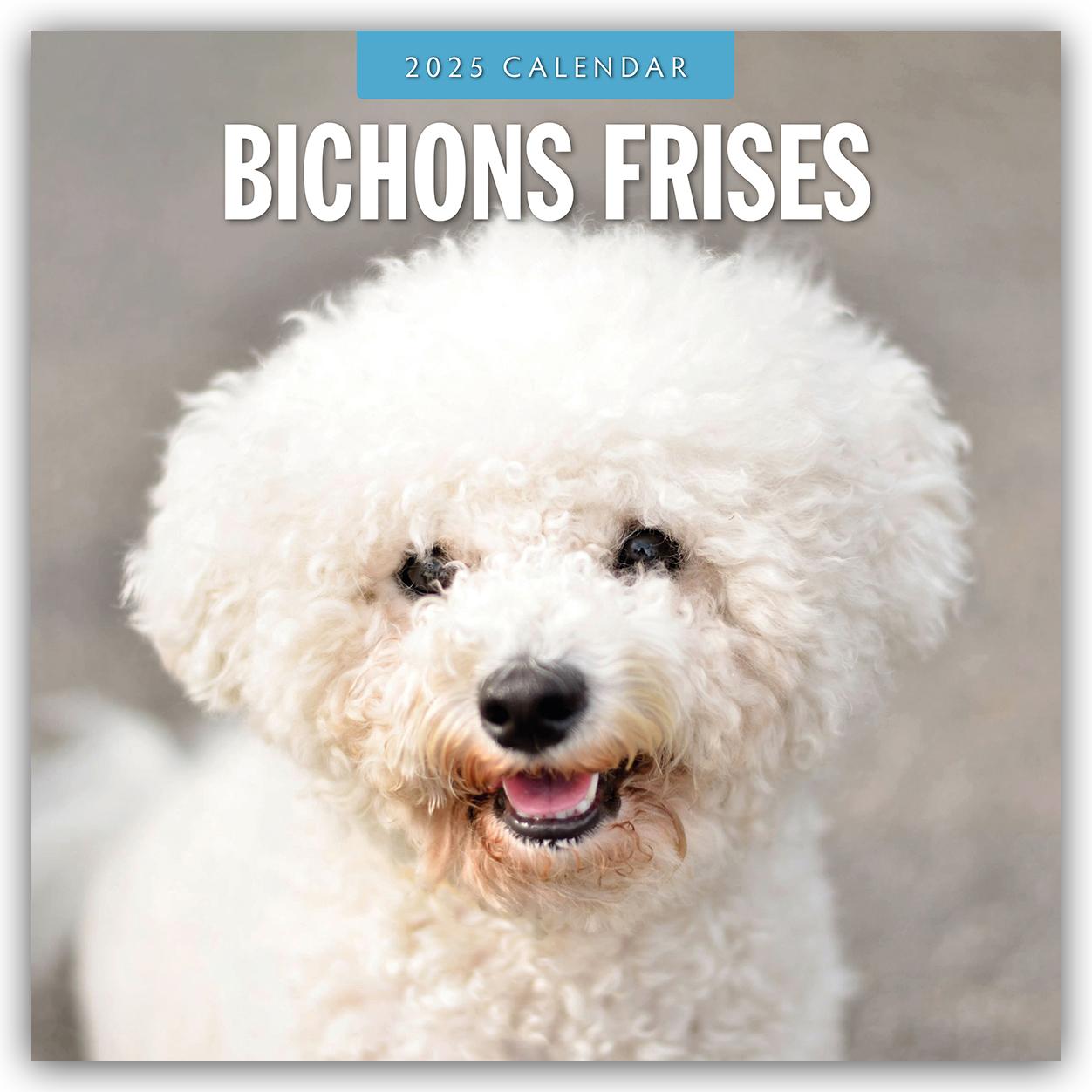 Cover: 9781804424292 | Bichon Frisés - Bichon Frisé 2025 - 16-Monatskalender | Robin Red