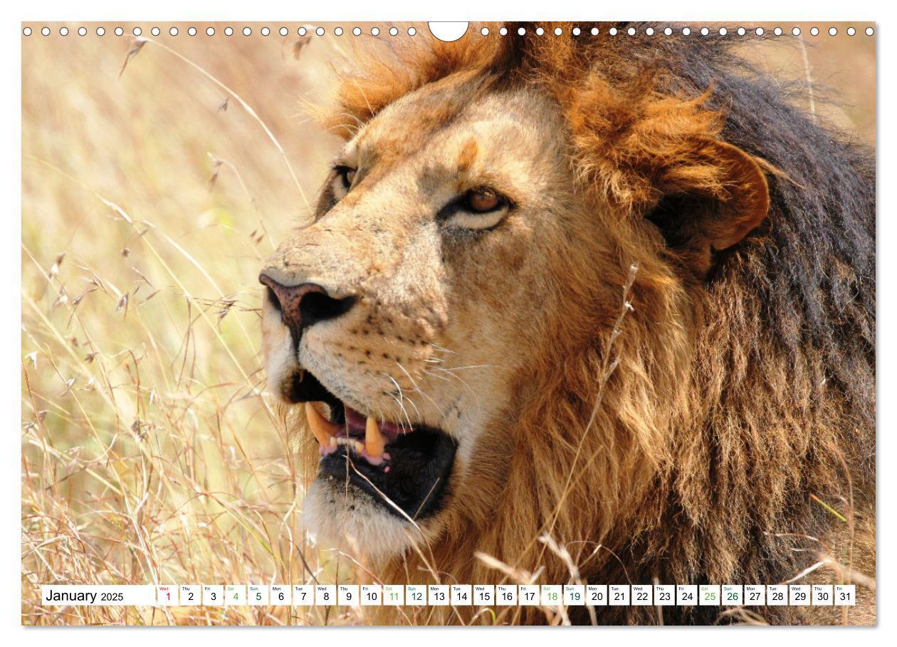 Bild: 9781325837038 | Big10 Of Masai Mara Kenya Africa (Wall Calendar 2025 DIN A3...