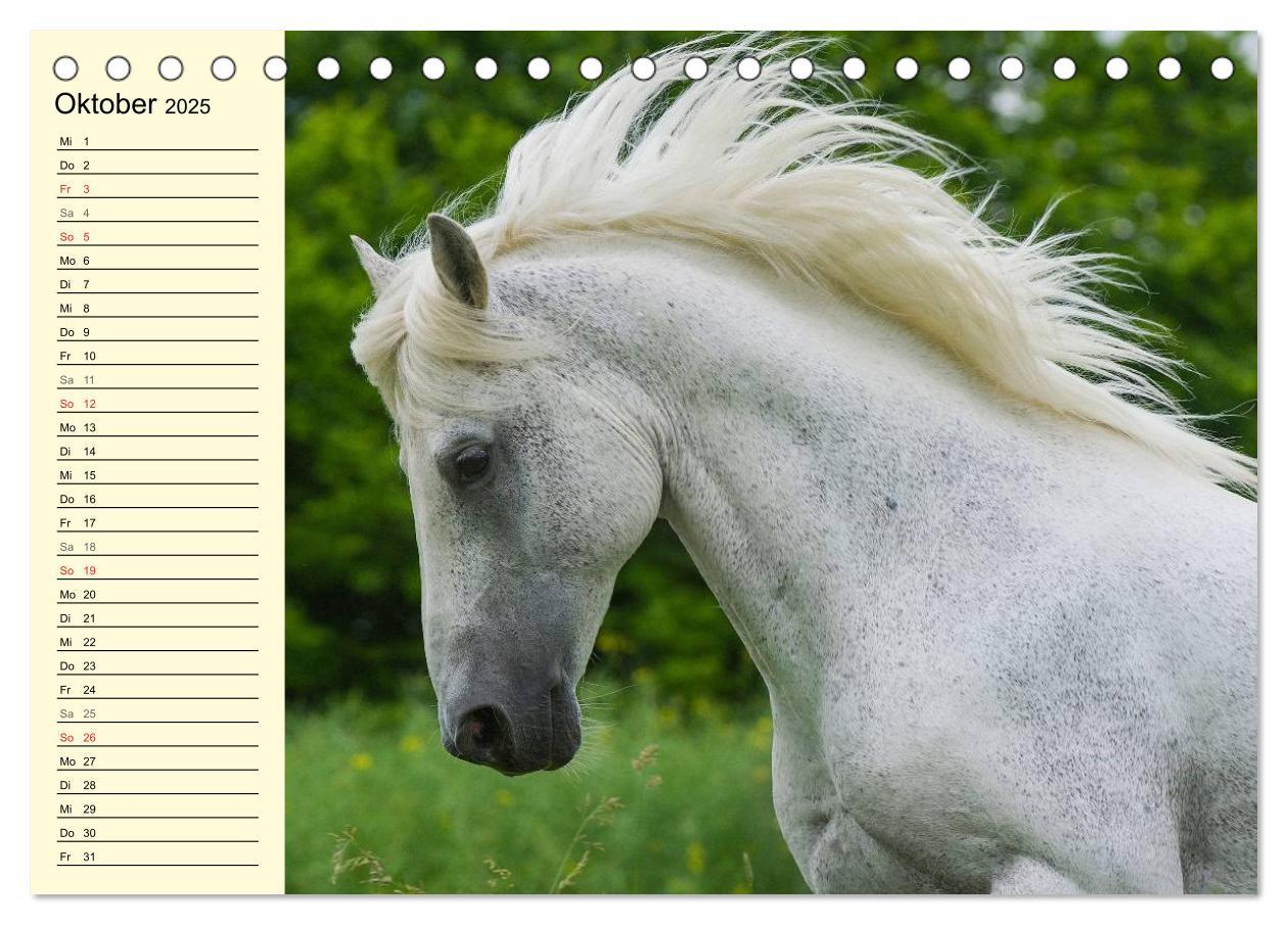 Bild: 9783435543991 | Traumpferd Lipizzaner (Tischkalender 2025 DIN A5 quer), CALVENDO...