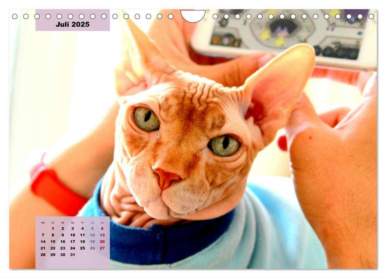 Bild: 9783435050277 | Sphinx. Grazile und anmutige Nacktkatzen (Wandkalender 2025 DIN A4...