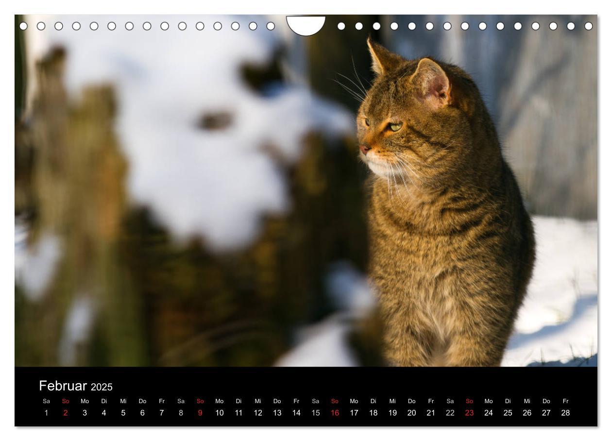 Bild: 9783435391615 | Wildkatzen - scheue Samtpfoten (Wandkalender 2025 DIN A4 quer),...