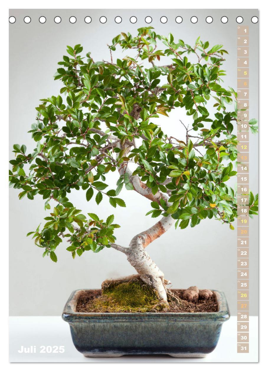 Bild: 9783435852345 | Bonsai: Gartenkunst im Kleinen (Tischkalender 2025 DIN A5 hoch),...