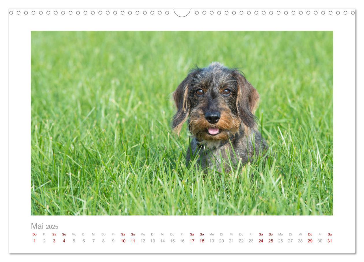 Bild: 9783435104390 | Dackelblicke - ein bezaubernder Rauhaardackel (Wandkalender 2025...