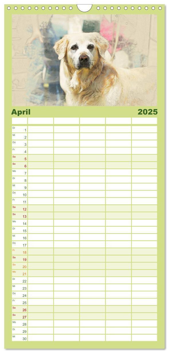 Bild: 9783457117880 | Familienplaner 2025 - Golden Retriever mit 5 Spalten (Wandkalender,...