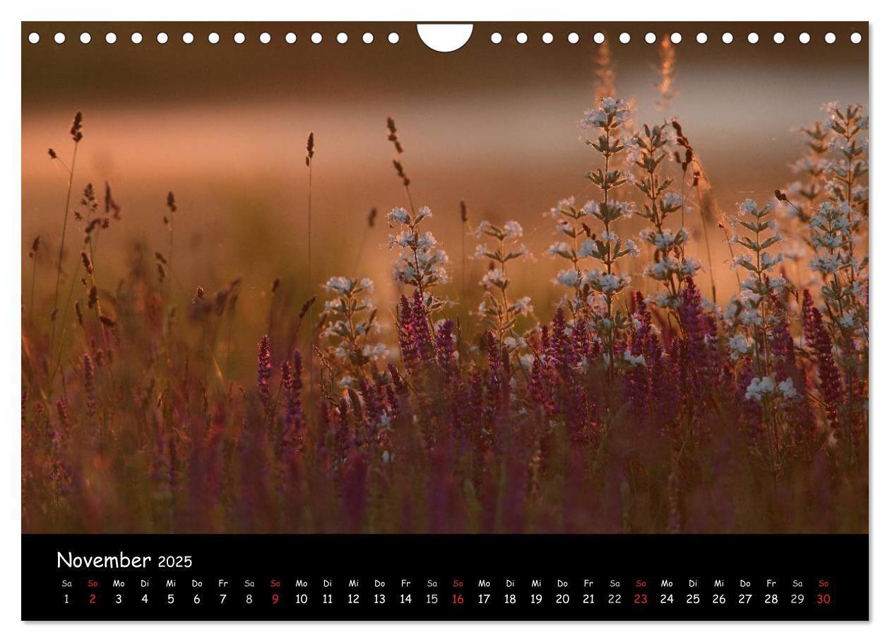 Bild: 9783435727445 | Naturjuwelen - Neusiedler See (Wandkalender 2025 DIN A4 quer),...