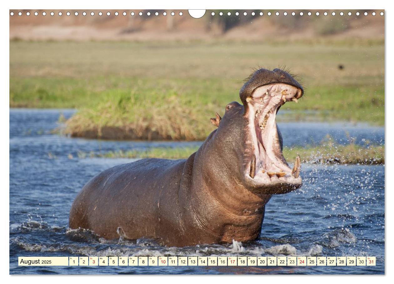 Bild: 9783435491766 | Wildes Leben in Botswana (Wandkalender 2025 DIN A3 quer), CALVENDO...