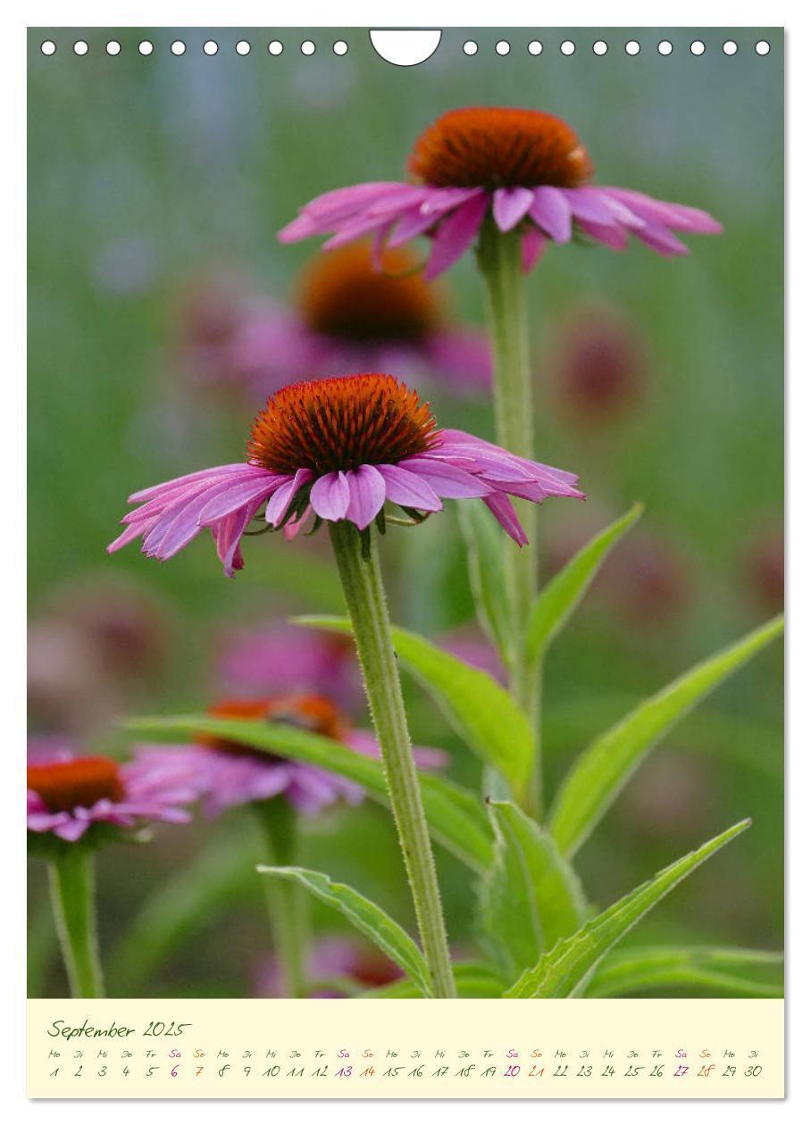 Bild: 9783435936953 | Blütenzauber im Garten (Wandkalender 2025 DIN A4 hoch), CALVENDO...