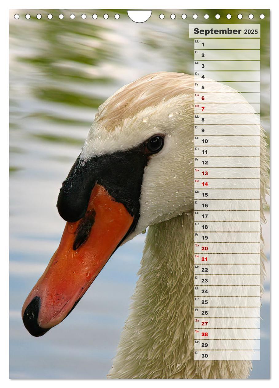 Bild: 9783435864980 | Stolze Schwäne (Wandkalender 2025 DIN A4 hoch), CALVENDO...