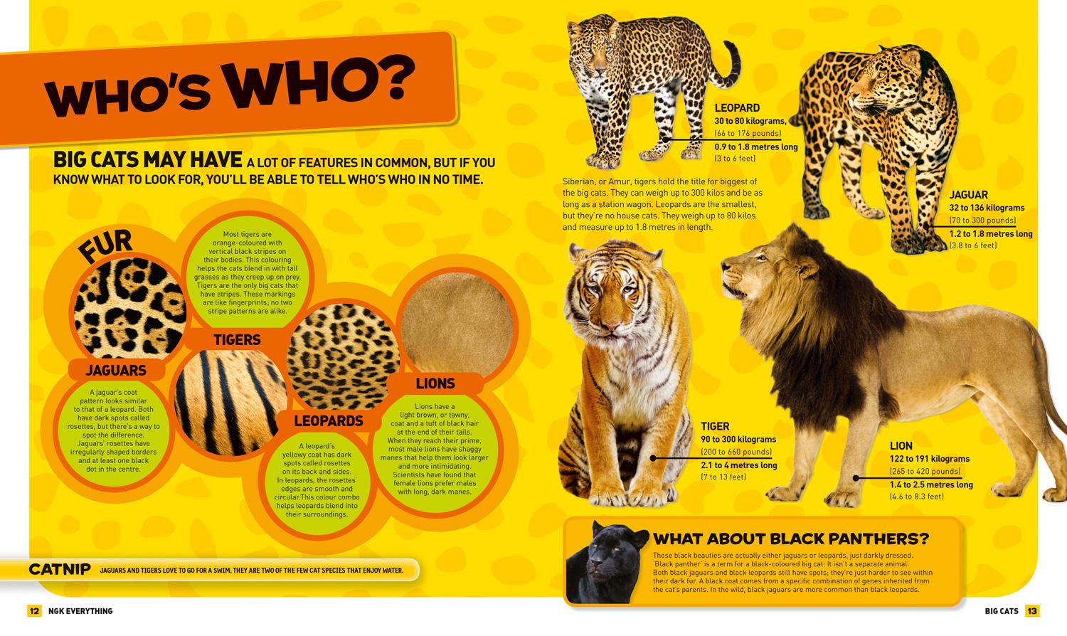 Bild: 9780008267827 | Everything: Big Cats | National Geographic Kids | Taschenbuch | 2018