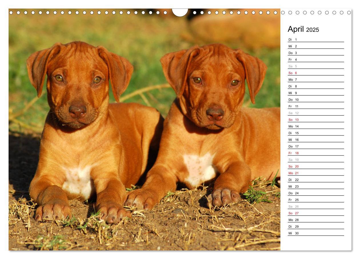 Bild: 9783435454617 | Rhodesian Ridgeback Terminkalender (Wandkalender 2025 DIN A3 quer),...