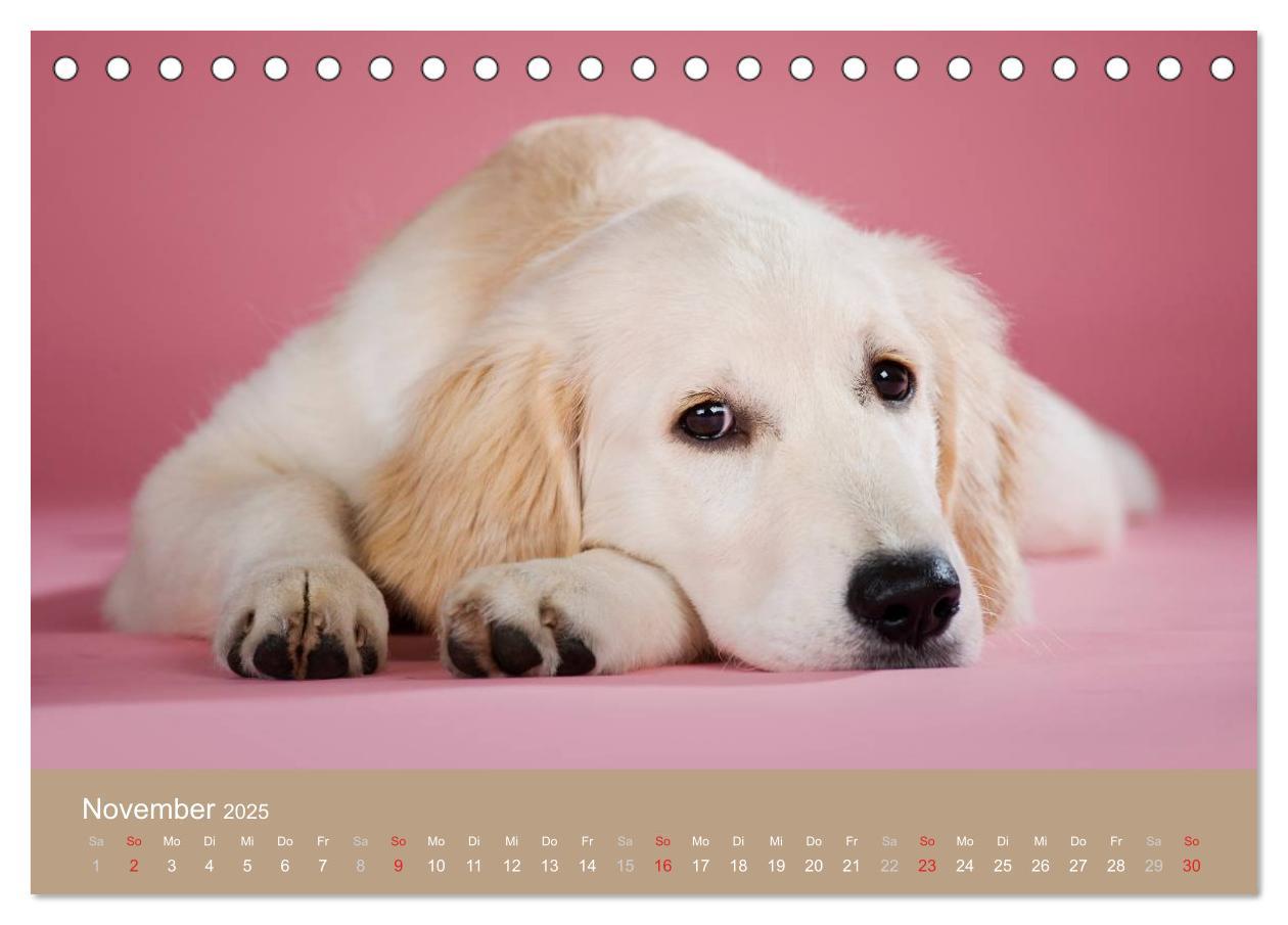 Bild: 9783435743162 | Golden Retriever (Tischkalender 2025 DIN A5 quer), CALVENDO...