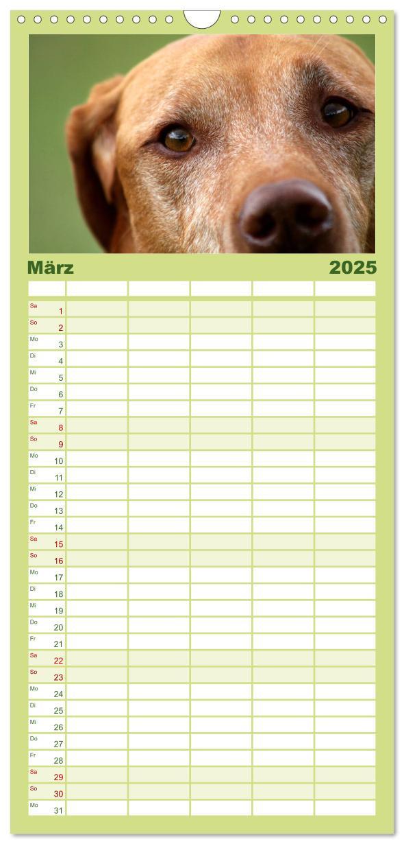 Bild: 9783457119815 | Familienplaner 2025 - Magyar Vizsla mit 5 Spalten (Wandkalender, 21...