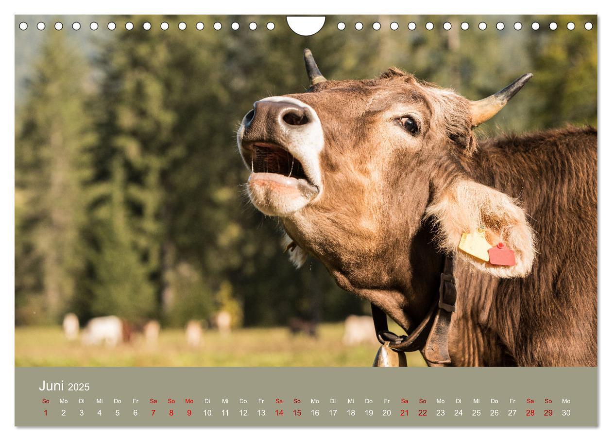 Bild: 9783383832260 | Allgäuer Rindvieh 2025 (Wandkalender 2025 DIN A4 quer), CALVENDO...