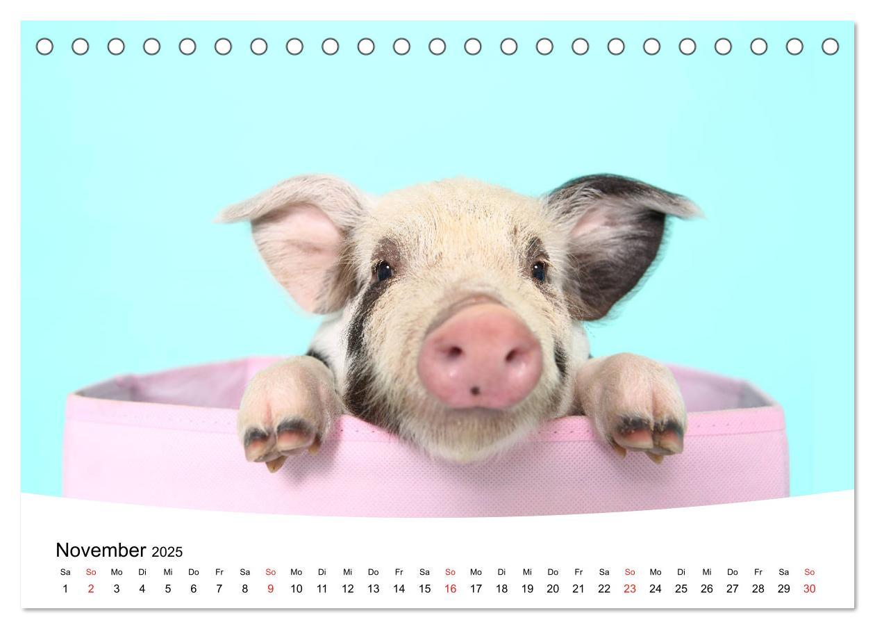 Bild: 9783435332663 | Niedliche Ferkel lovely piglets 2025 (Tischkalender 2025 DIN A5...