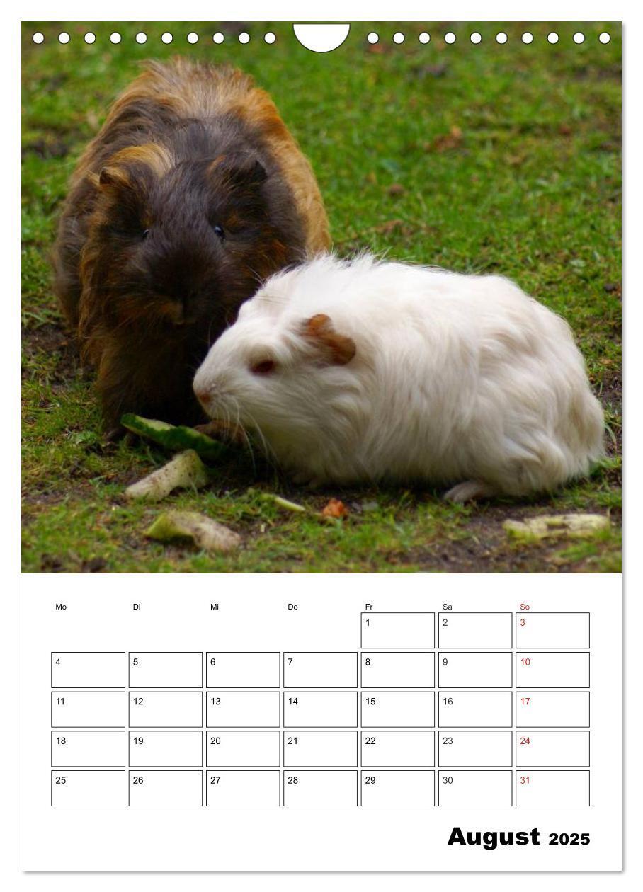 Bild: 9783457014820 | Meerschweinchen Terminplaner (Wandkalender 2025 DIN A4 hoch),...