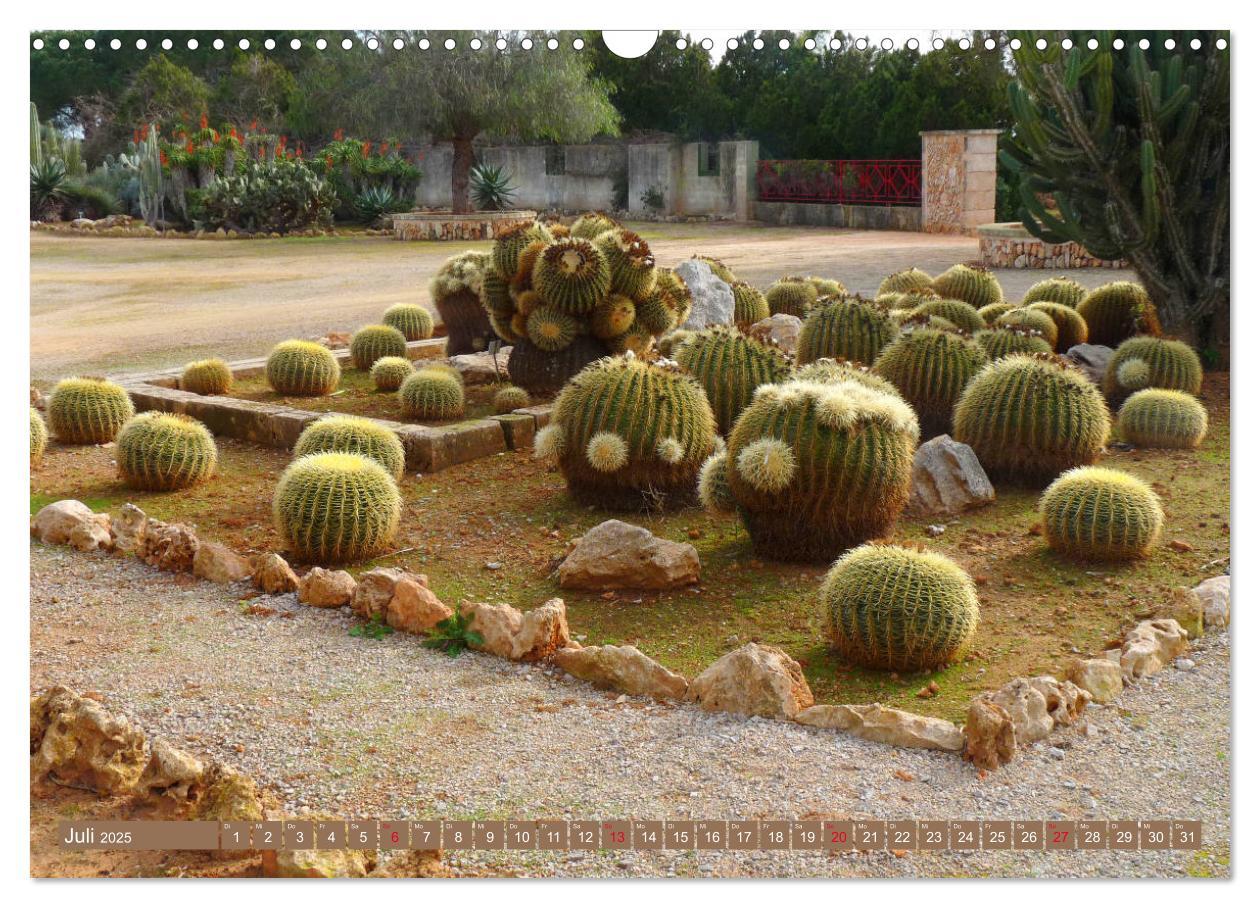 Bild: 9783435336579 | BOTANICACTUS Mallorcas Kakteengarten (Wandkalender 2025 DIN A3...