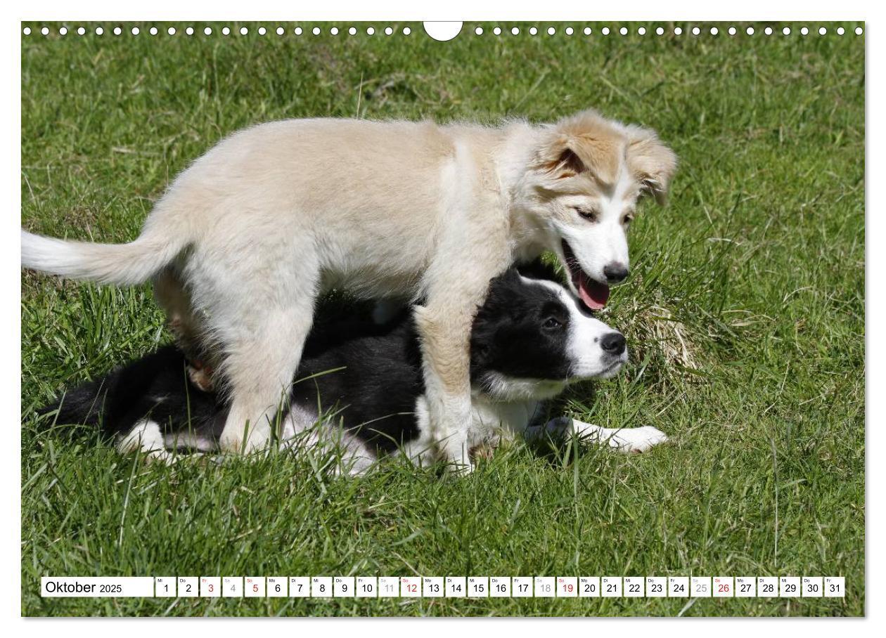 Bild: 9783435833665 | Border Collie Welpen (Wandkalender 2025 DIN A3 quer), CALVENDO...