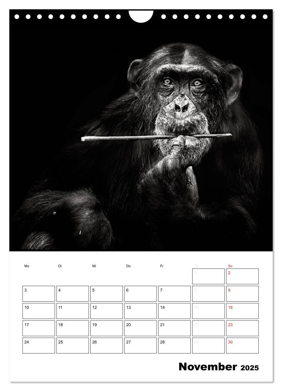 Bild: 9783457013533 | Charakterköpfe aus der Welt der Tiere (Wandkalender 2025 DIN A4...