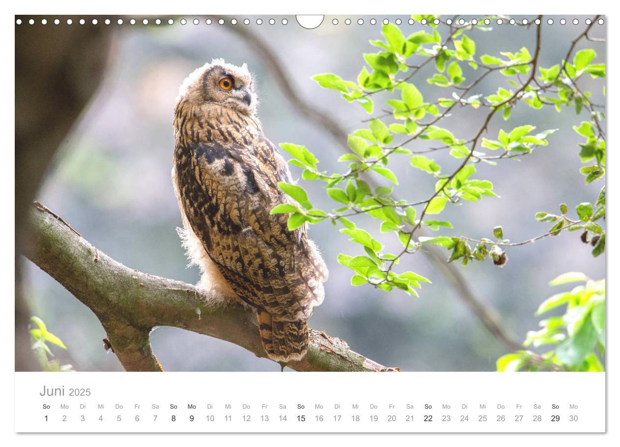 Bild: 9783435179749 | Vögel in Ost- und Norddeutschland 2025 (Wandkalender 2025 DIN A3...