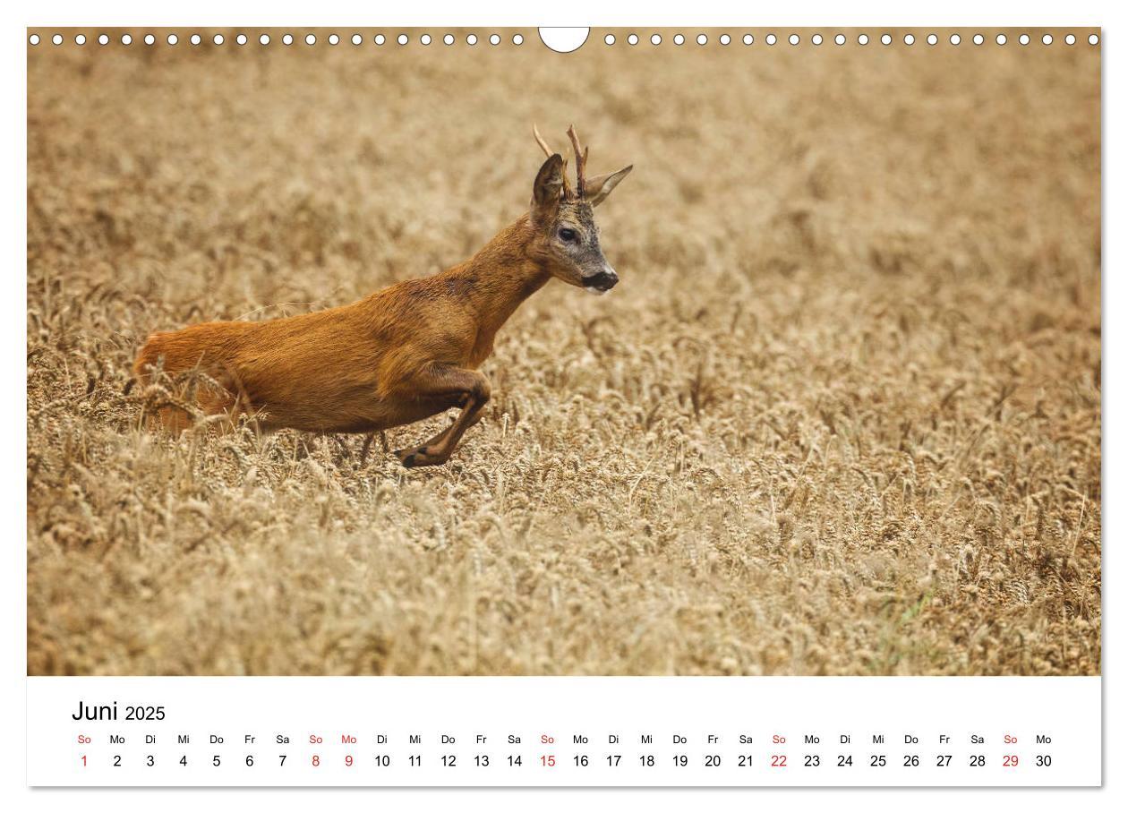 Bild: 9783435311996 | Unsere heimische Tierwelt (Wandkalender 2025 DIN A3 quer), CALVENDO...