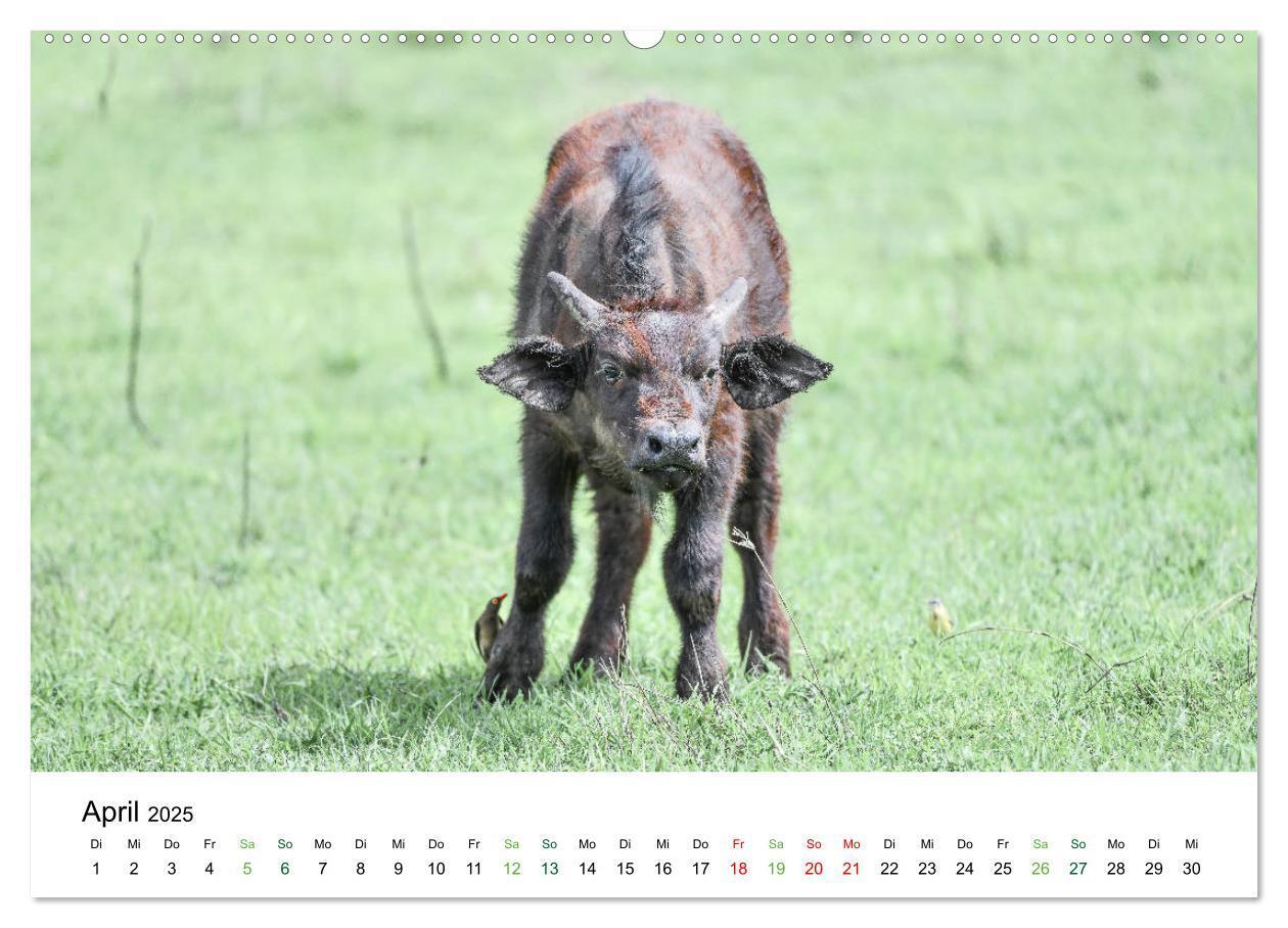 Bild: 9783435238248 | Büffel - wild und schön (Wandkalender 2025 DIN A2 quer), CALVENDO...