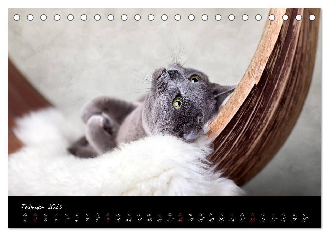 Bild: 9783435827954 | Katzen 2025 (Tischkalender 2025 DIN A5 quer), CALVENDO Monatskalender