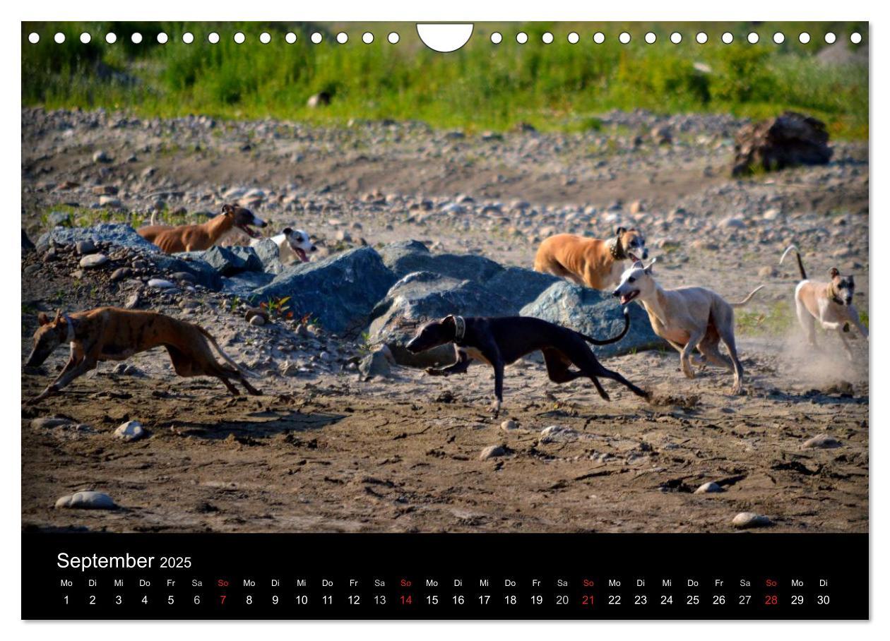 Bild: 9783435634910 | Whippets in Aktion (Wandkalender 2025 DIN A4 quer), CALVENDO...