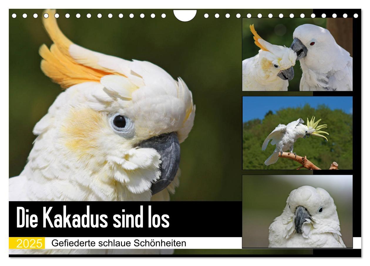 Cover: 9783435412518 | Die Kakadus sind los (Wandkalender 2025 DIN A4 quer), CALVENDO...