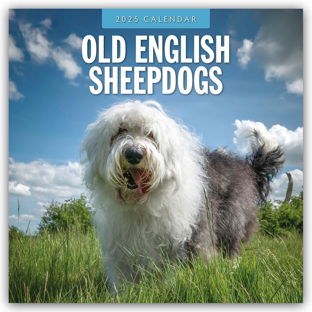 Cover: 9781804424919 | Old English Sheepdogs - Bobtail 2025 - 16-Monatskalender | Robin Red