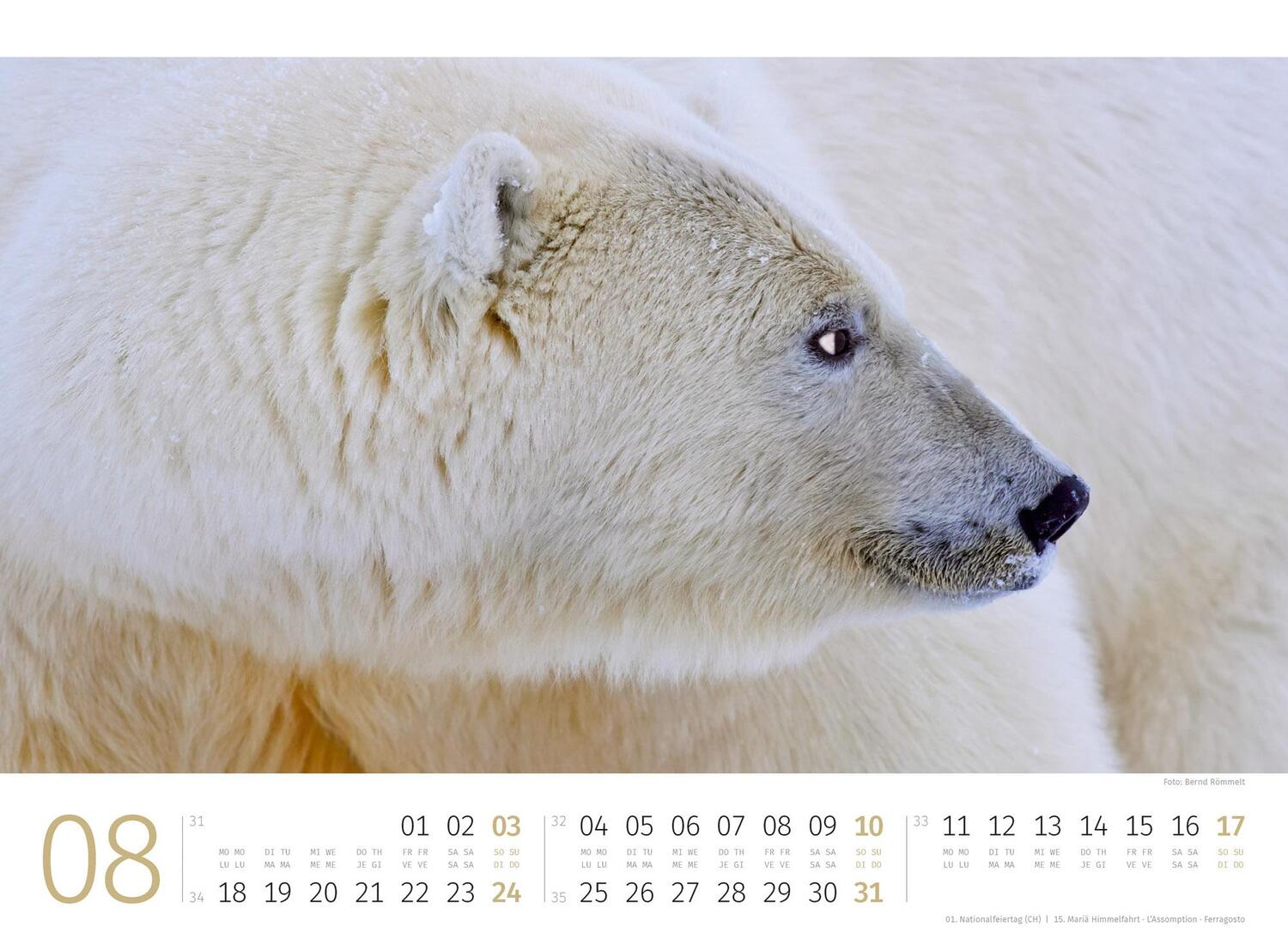 Bild: 9783838425986 | Eisbären Kalender 2025 | Ackermann Kunstverlag | Kalender | 14 S.