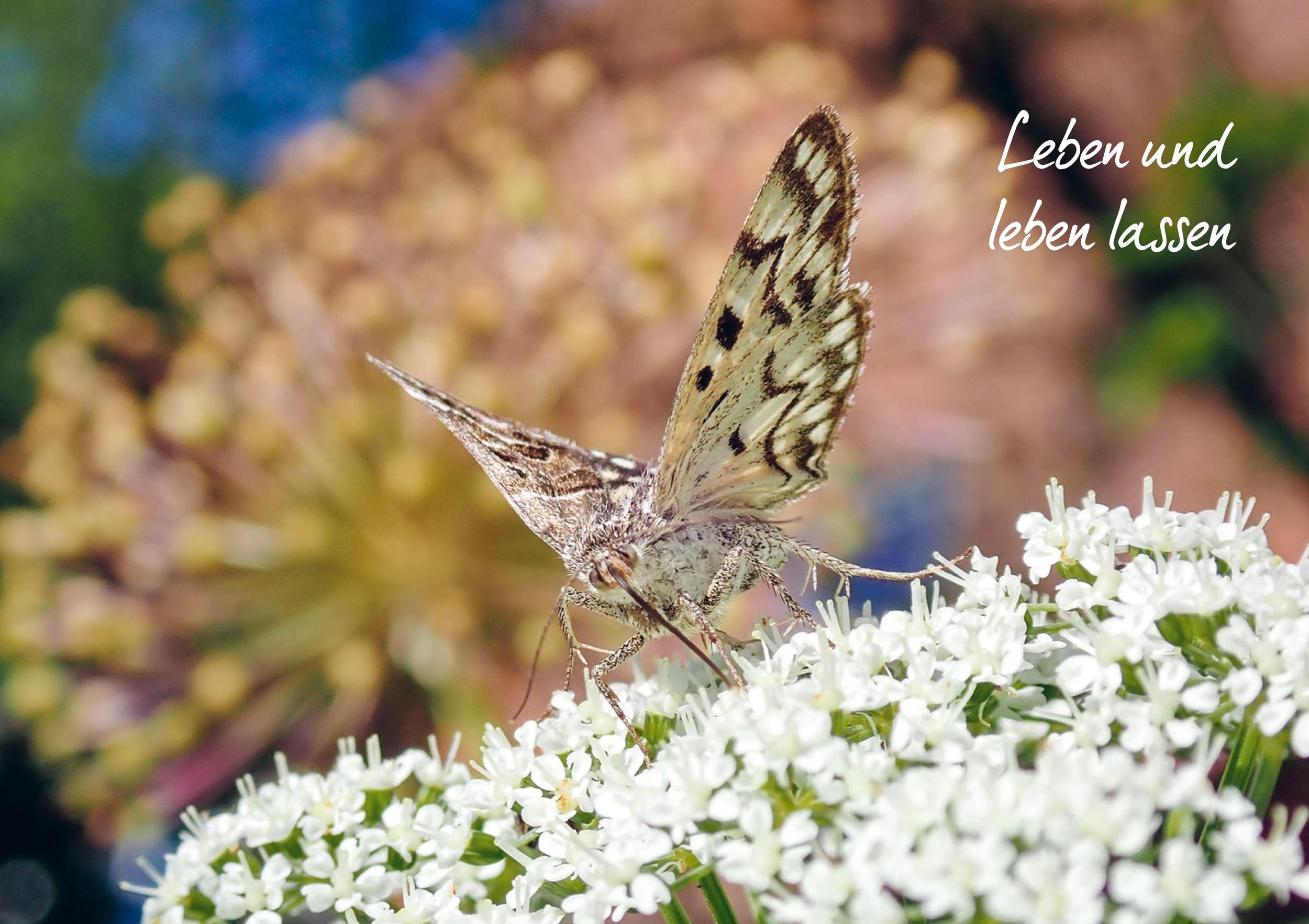 Bild: 9783895664397 | Mein Garten wird ein Naturgarten | Birgit Helbig | Buch | 176 S.