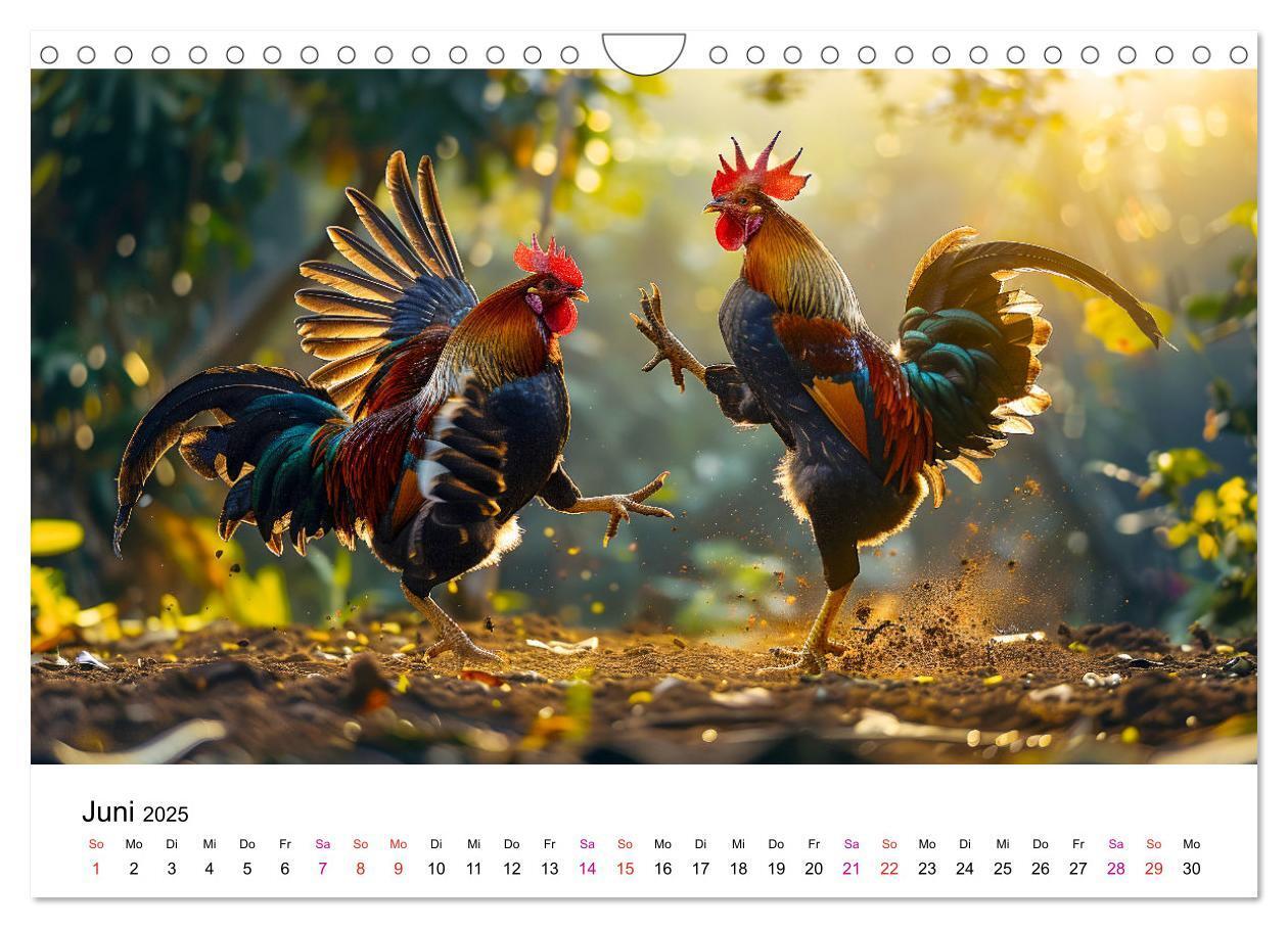 Bild: 9783457174890 | Hühner Federvieh (Wandkalender 2025 DIN A4 quer), CALVENDO...