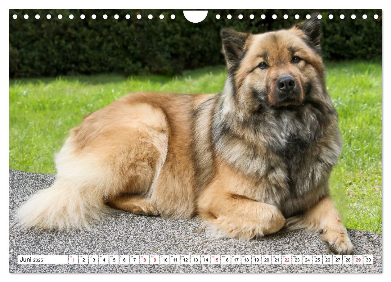 Bild: 9783435335909 | Eurasier, der Hund im Wolfspelz (Wandkalender 2025 DIN A4 quer),...