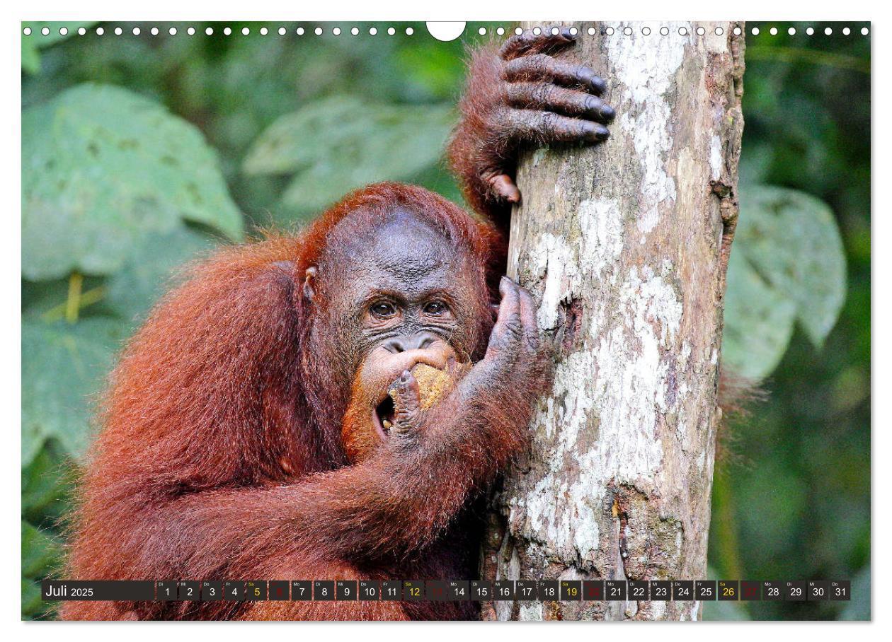 Bild: 9783435361502 | Waldmenschen - Orang Utans auf Borneo (Wandkalender 2025 DIN A3...