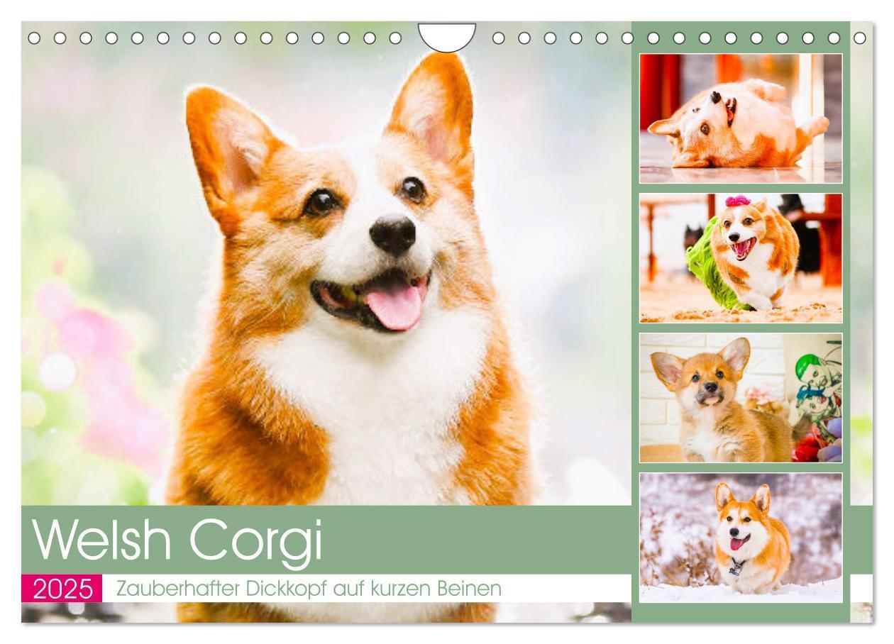 Cover: 9783435020119 | Welsh Corgi. Zauberhafter Dickkopf auf kurzen Beinen (Wandkalender...